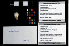 Foto (Objekt + Etikett) von Pithonoton sp.  (NHMW-GEO-1990-0041-3340)
